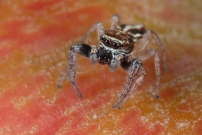 Une Saltique. Un mle (Araneae - Salticidae - Icius subinermis)